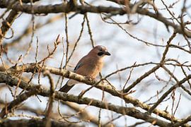 Gaai in het eerste ochtendlicht van Bas Ronteltap
