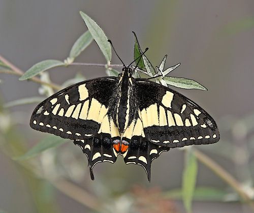 Schmetterlingskönigin ( drucken )