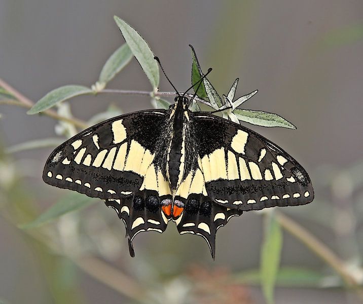 Queen butterfly ( print ) by Jose Lok