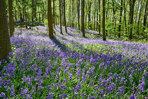 flowering bluebells in the woods