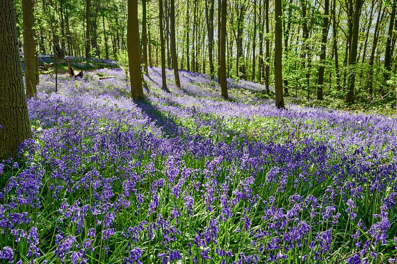 flowering bluebells in the woods by Jürgen Ritterbach