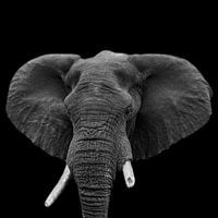 Portret Olifant in zwart-wit