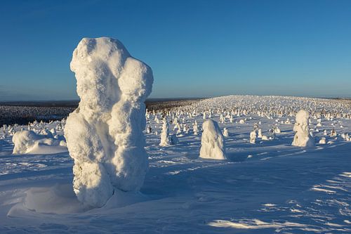 Bevroren woud in Finland
