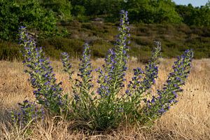 Serpentaire simple dans les dunes des Pays-Bas sur Bram Lubbers