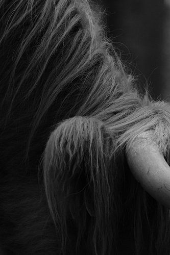 Scottish Highland cattle close-up
