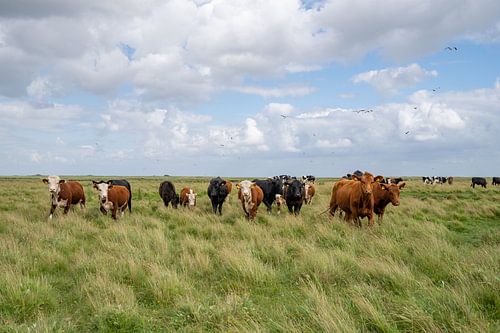 Cows at Boschplaat Terschelling