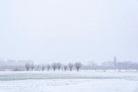 Sneeuw in het landschap met een rij knotwilgen.