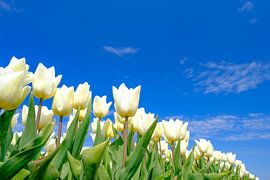 Tulips blossoming in a field during a beautiful springtime day by Sjoerd van der Wal Photography
