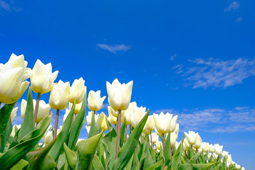 Tulpen in een veld tijdens een mooie lentedag van Sjoerd van der Wal Fotografie