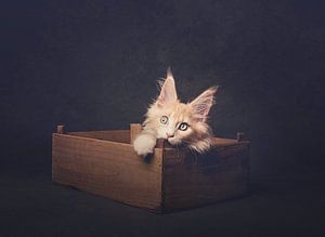 Creme-Maine Coon-Kätzchen im Bakkie