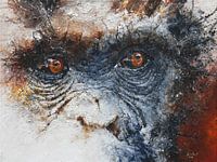 chimpansee