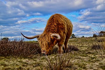 Scottish Highlander by Eric Joosten