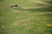 vogel in het veld