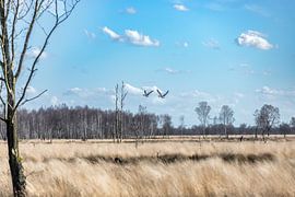 Vleugels boven de Peel van Nicole Schmidt