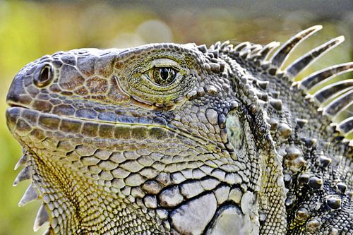 a large Iguana iguana