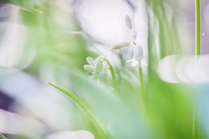 Verborgen hyacinten van Arja Schrijver Fotografie