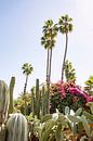 Cactus, fleurs et palmiers à Marrakech par Evelien Oerlemans Aperçu