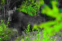 Wapiti en vert