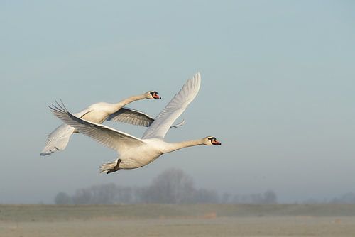 Zwanen stijgen op.
