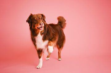 Red tri (brown) Australian shepherd dog, playful in the studio, with pink as background colour by Elisabeth Vandepapeliere
