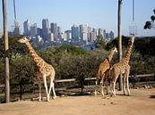Giraffen in der Stadt von Inge Teunissen Miniaturansicht
