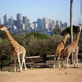 Giraffen in der Stadt von Inge Teunissen