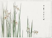 Jonquil Narcissus by Watanabe Seitei. Japanese painting by Dina Dankers thumbnail