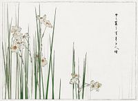 Jonquil Narcissus by Watanabe Seitei. Japanese painting