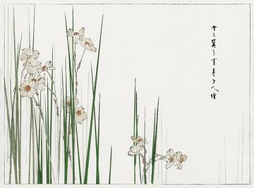 Jonquil Narcissus door Watanabe Seitei. Japans schilderij