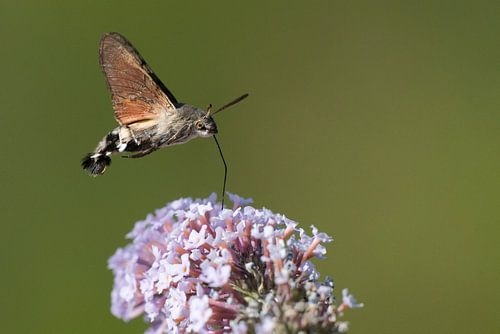 Flying Hummingbird butterfly sucks nectar from the flower of Lilacs