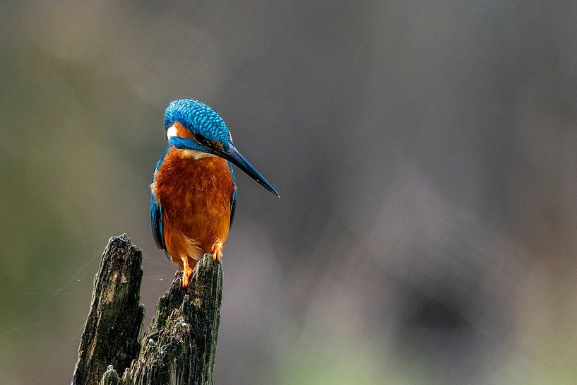 Eisvogel auf der Jagd nach Fischen von Johannes Jongsma