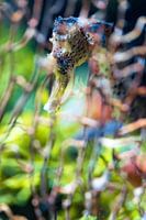 Colors of the sea - Seahorse