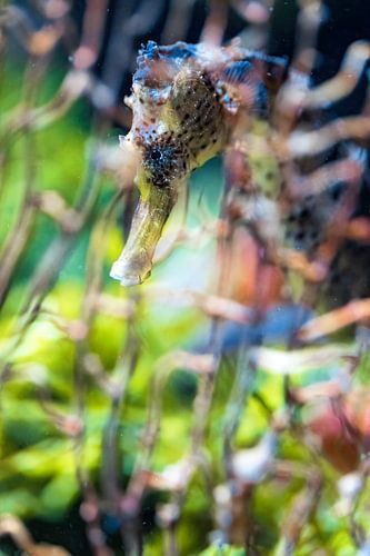 Colors of the sea - Seahorse