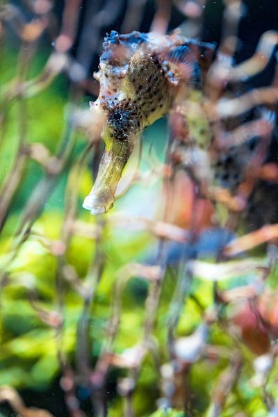 Colors of the sea - Seahorse by Sanne Hoogstad