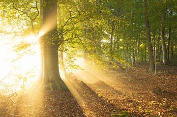 Lever de soleil dans la forêt -Sterrenbos Paterswolde Groningen (Pays-Bas) sur Marcel Kerdijk