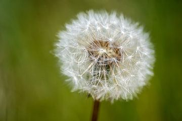 Löwenzahn blüht zu einem flauschigen Ball auf von Ilse van den Berg