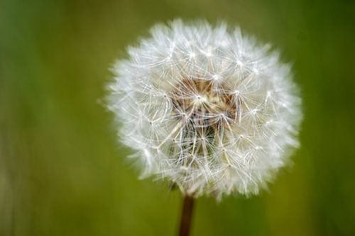 Dandelion blooms into a fluffy ball
