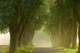 Deutsche Alleenstraße von Gerhard Albicker