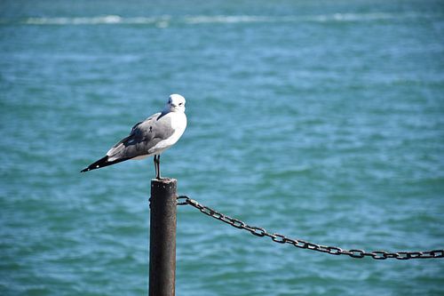 Een zeemeeuw in haven