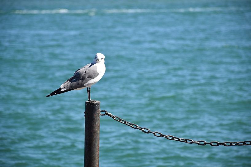 Eine Möwe im Hafen von Claude Laprise