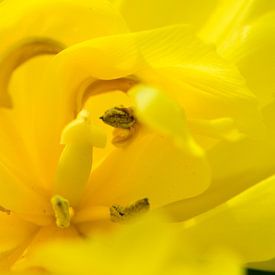 L'intérieur d'une tulipe jaune sur Gerard de Zwaan