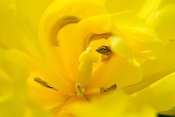 The inside of a yellow tulip