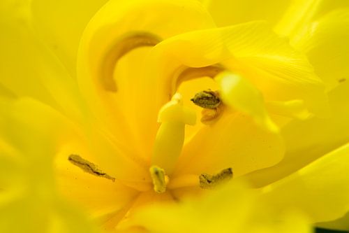 L'intérieur d'une tulipe jaune sur Gerard de Zwaan