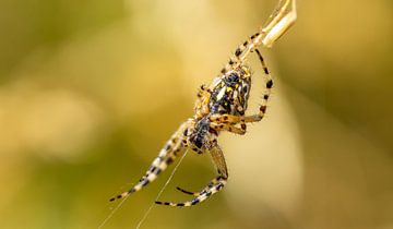 Macro image of a wasp spider (Argiope bruennichi) by Animaflora PicsStock