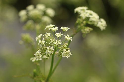 Kattenkruid in de lente