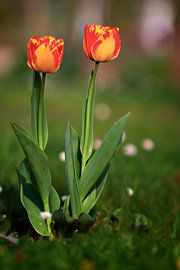 Two tulips by Thomas Heitz