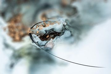 Fluid Painting, AlcoholInk Malererei, Bronze, Gold, Schwarz, Weiß