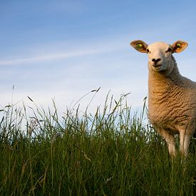Sheep in the grass near the floodplains of the Ijssel River by Joke Absen