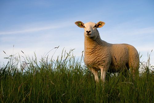 Schaapje in het gras bij de uiterwaarden van de Ijssel