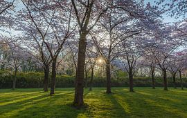 Blossom by Thijs Friederich